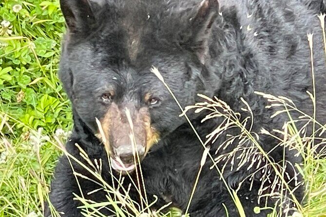 Bears & Beers Tasting Tour out of Anchorage - Snacks, Water, Pickup, and the Day’s Pace