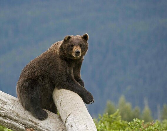Bears, Trains & Icebergs Tour - Key highlights worth planning around
