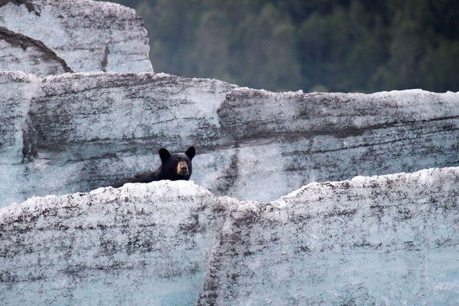 Bears, Trains & Icebergs Tour - Spencer Glacier: what the iceberg float and Placer River ride actually feel like