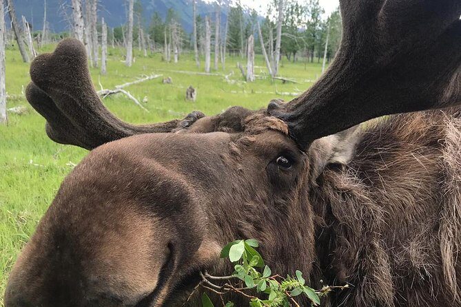 Bears, Trains & Icebergs Tour - Alaska Wildlife Conservation Center: your best odds at bear time
