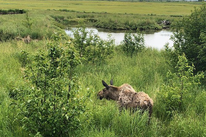 Chugach State Park Nature Walk - Flattop Mountain Trail: what you’ll see and why it feels special