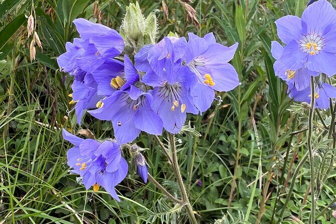 Chugach State Park Nature Walk - Who this tour suits best (and who should choose something else)