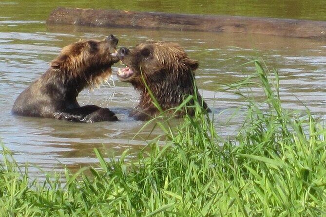 City and Wildlife Conservation Center Tour in Anchorage, Alaska - Stop 1: Ship Creek Salmon and Anchorage’s Founding Story