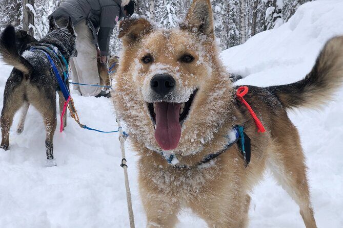 Dog Sledding Adventure in Willow, Alaska - Dog sledding in Willow, Alaska: what makes this ride feel real