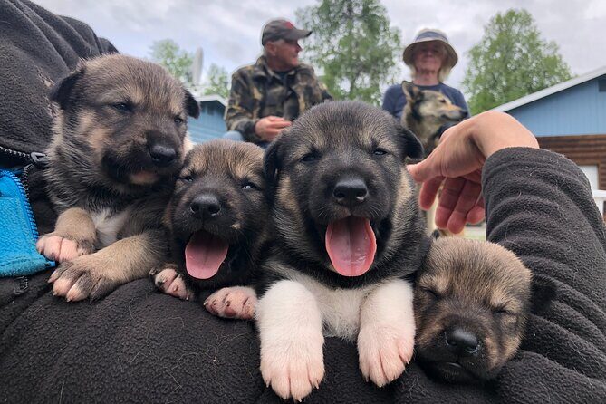 Dog Sledding Adventure in Willow, Alaska - From safety briefing to harnessing huskies: the part most people remember