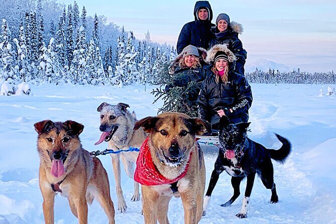 Dog Sledding Adventure in Willow, Alaska - Iditarod stories with Dane (and the owners)