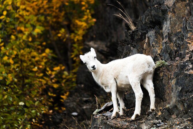 Exquisite Wildlife & Wilderness Photo Tour Anchorage -Whittier - Small Group Comfort and Private Transportation From Your Start Time