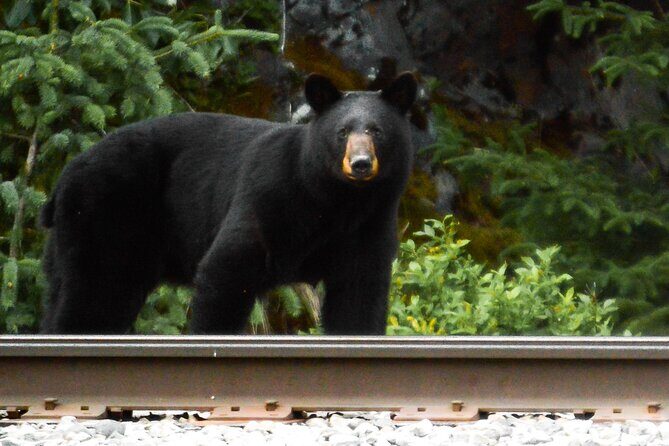 Exquisite Wildlife & Wilderness Photo Tour Anchorage -Whittier - Portage Lake Glaciers and the Anton Memorial Tunnel Moment