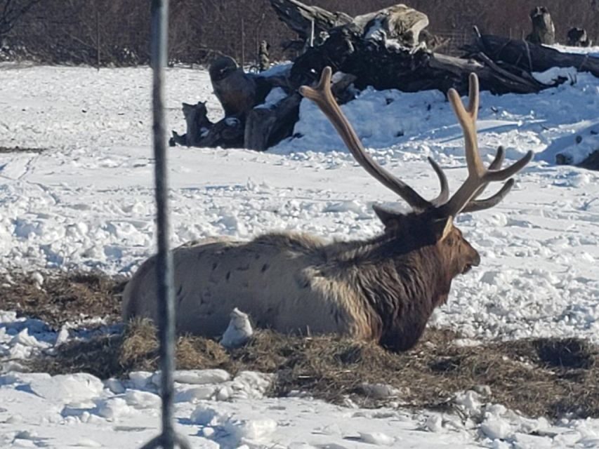From Anchorage: Alaska Wildlife Center & Turnagain Arm Tour - Turnagain Arm drive: why the highway part is worth it