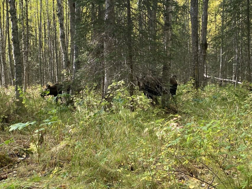 From Anchorage: Chugach State Park Walk with Naturalist - What the Glen Alps Walk Feels Like: Hemlocks, Wind, and a Valley Story