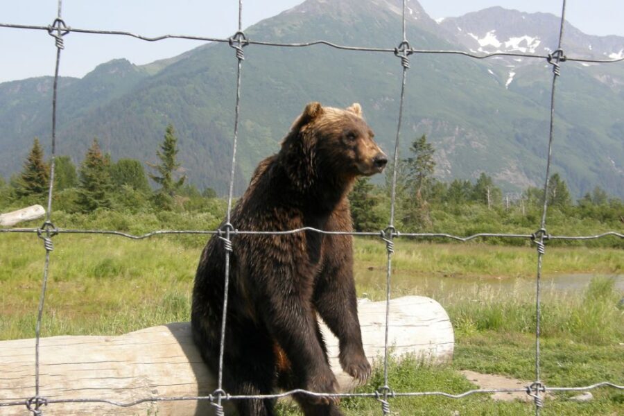 From Anchorage: Portage Glacier and Wildlife Full-Day Tour - Should you book the Anchorage Portage Glacier and Wildlife Full-Day Tour?