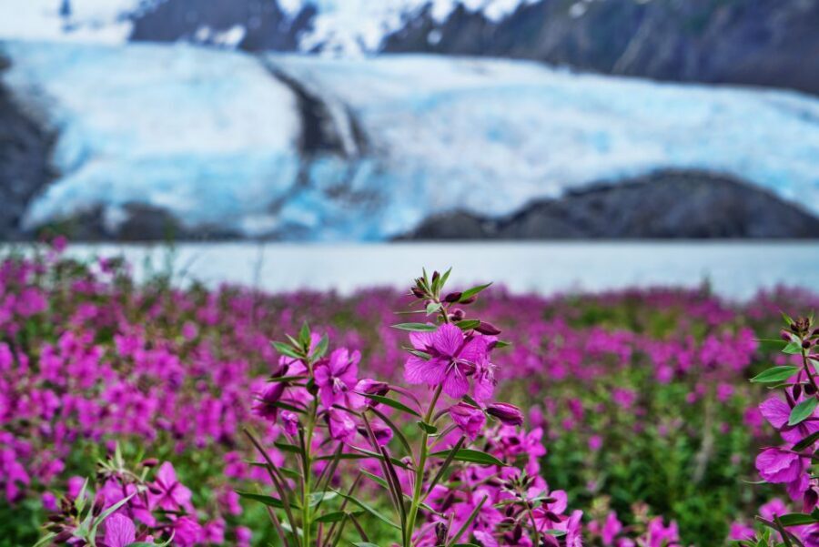 From Anchorage: Valley of Glaciers & Wildlife Center Tour - A 7-Hour Plan That Balances Driving, Cruising, and Wildlife