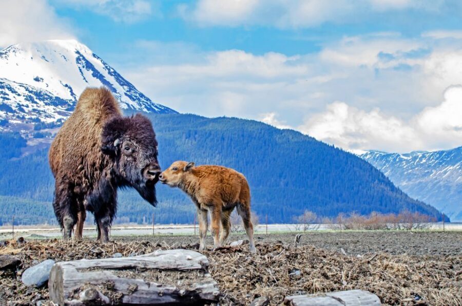From Anchorage: Valley of Glaciers & Wildlife Center Tour - MV Ptarmigan Cruise on Portage Lake: Where Scale Finally Clicks