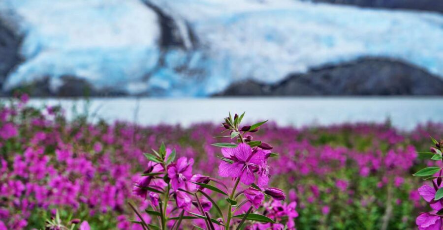 From Anchorage: Valley of Glaciers & Wildlife Center Tour - What to Bring (and What Helps You Enjoy the Day More)