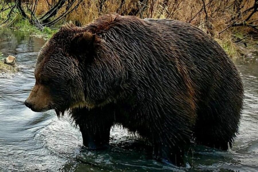 From Anchorage: Wilderness, Wildlife, & Glacier Experience - Why This Anchorage Day Trip Feels Like a Wilderness Break