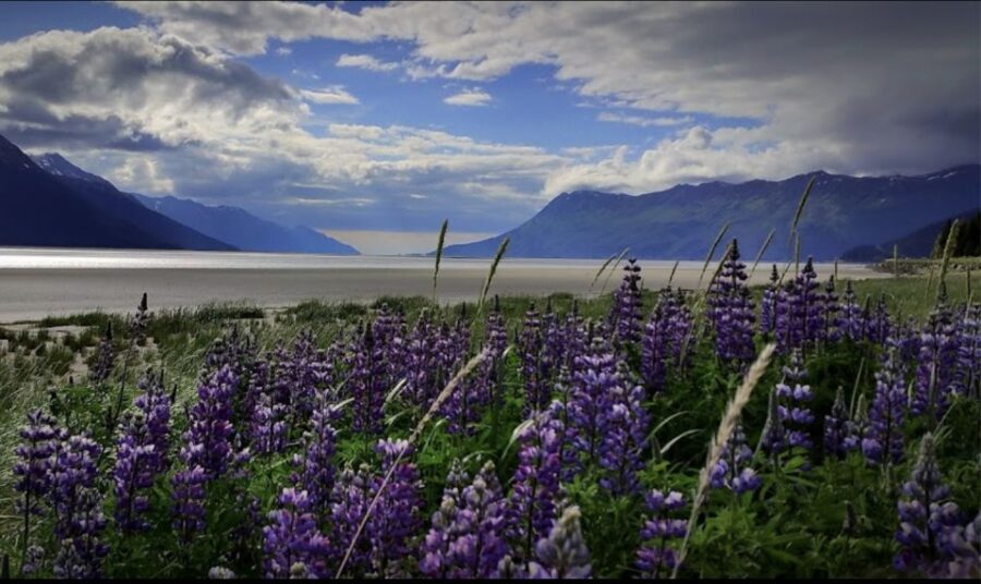 From Anchorage: Wilderness, Wildlife, & Glacier Experience - Possible Tradeoffs: What to Expect When Weather Rules