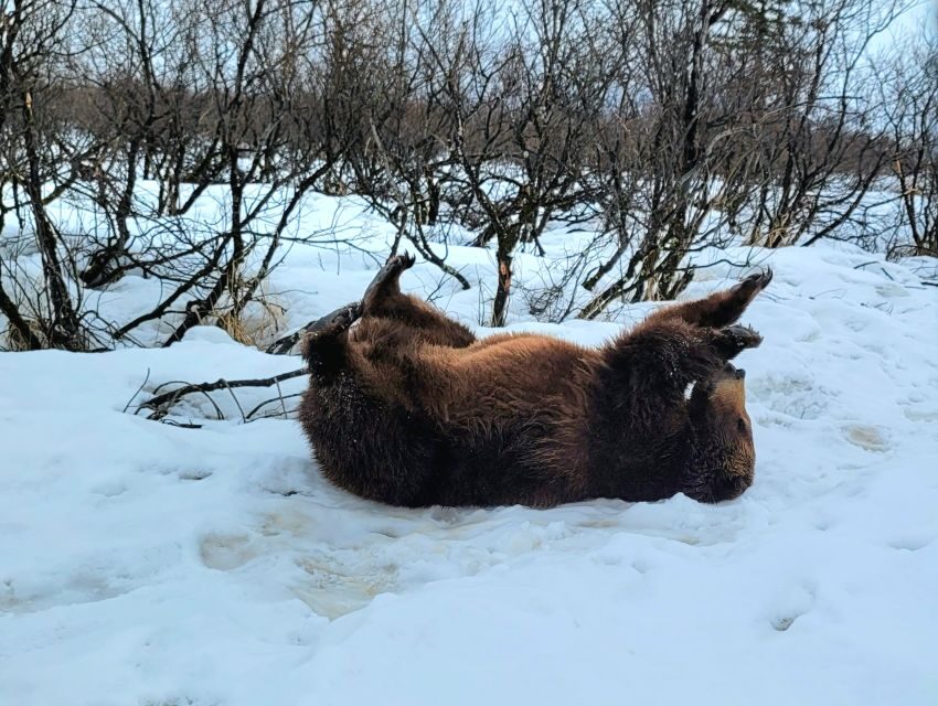 From Anchorage: Wilderness, Wildlife, & Glacier Experience - Following Sun and Wind: Ring of Glaciers Stops, Plus Belugas