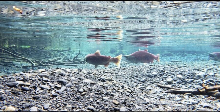 From Anchorage: Wilderness, Wildlife, & Glacier Experience - Photography Lessons That Actually Help in Alaska Light