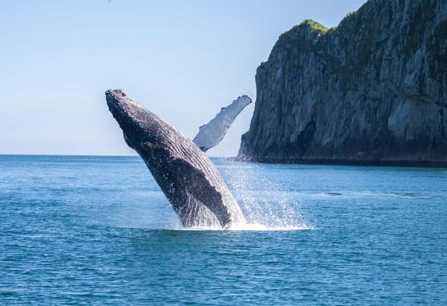 From Seward: Kenai Fjords National Park Cruise with Lunch - What You’ll See on Deck: The Small Details That Matter