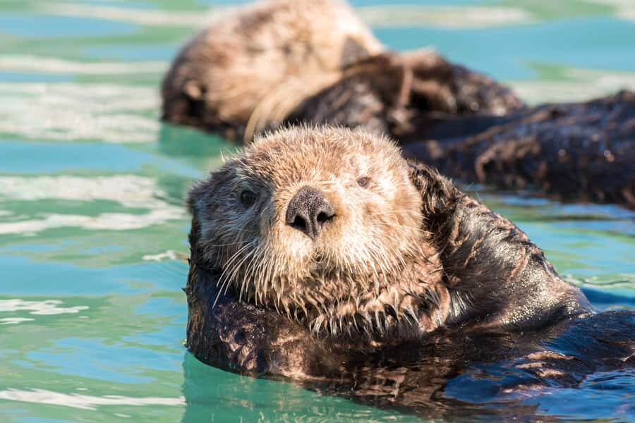 From Seward: Kenai Fjords National Park Cruise with Lunch - Price and Value: Why $272 Can Feel Fair