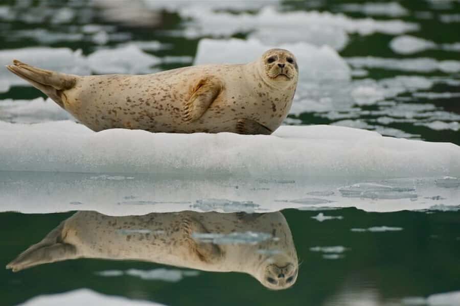 From Whittier: Glacier Quest Cruise with Onboard Lunch - Riding a high-speed catamaran into Blackstone Bay