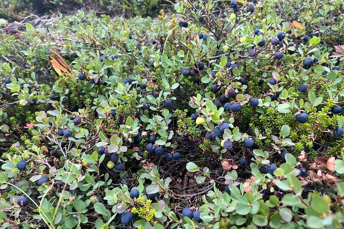 Full day Hiking Adventure - Wildlife spotting: real chances, not a guarantee