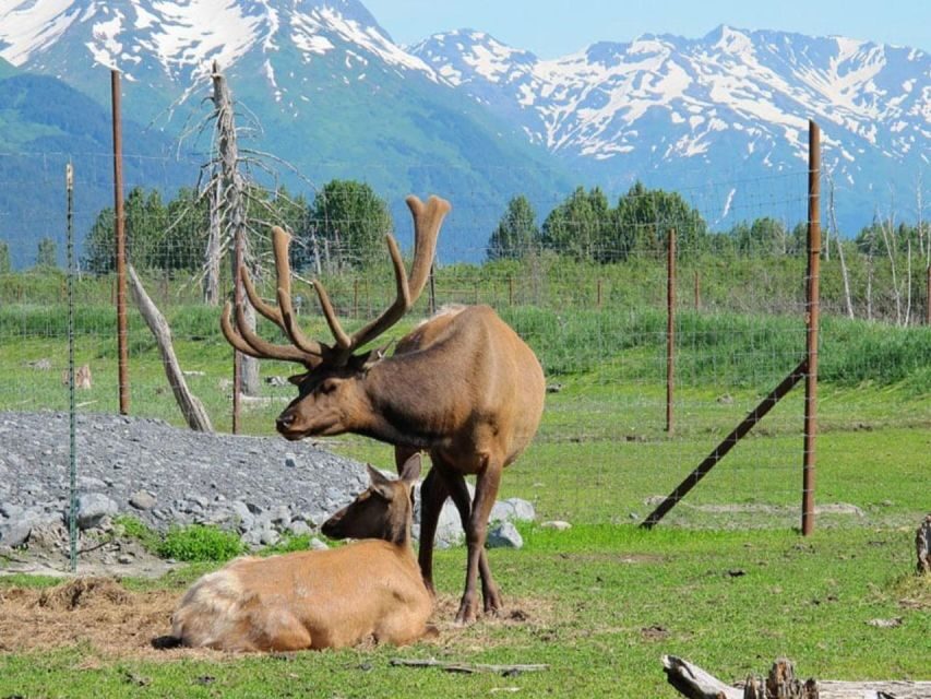 Girdwood: Bears, Trains, & Icebergs Tour - Alaska Wildlife Conservation Center: 1.5 hours that are meant to teach