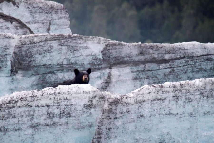 Girdwood: Bears, Trains, & Icebergs Tour - Glacier Lake iceberg time: a front-row dinghy ride on Spencer Glacier