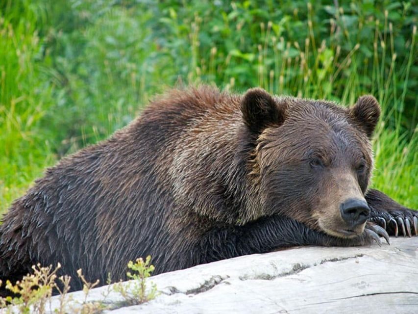 Girdwood: Bears, Trains, & Icebergs Tour - Placer River float in high water: mellow rapids, real fun