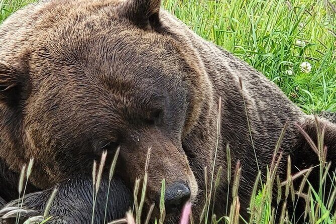 Glacier View & Wildlife Anchorage Adventure Tour - Girdwood Break, Optional Lunch, and Glacier Time Near Byron