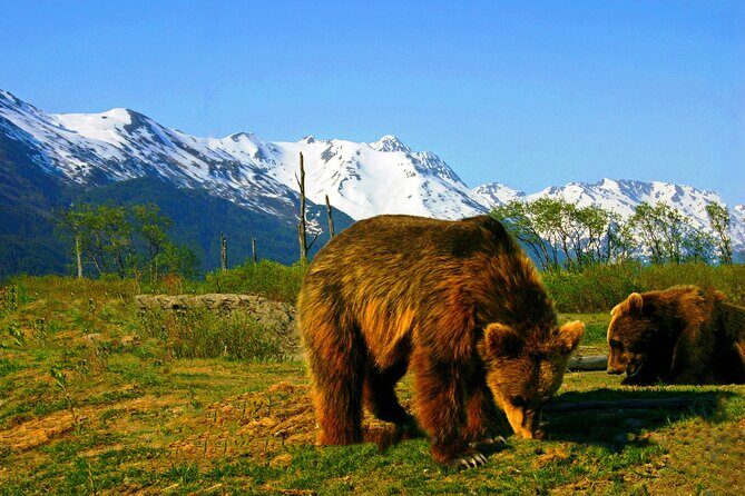 Glacier View & Wildlife Anchorage Adventure Tour - Turnagain Arm Drive: The Scenic Stretch You Feel in Your Bones
