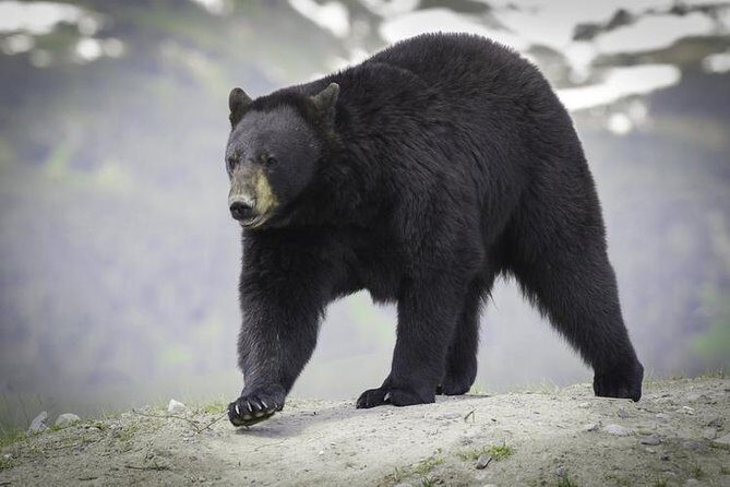 Glacier & Wildlife Discovery Tour - Chugach State Park overlook: the day’s wide-angle finale