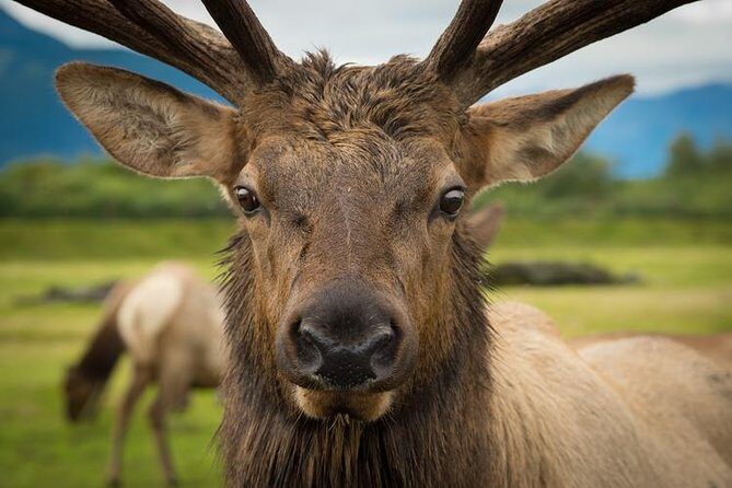 Glacier & Wildlife Discovery Tour - Timing and pacing: why this day can feel long