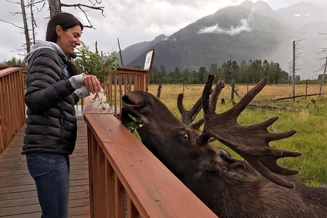 Glaciers and Wildlife: Super Scenic Day Tour from Anchorage - Chugach State Park and Glen Alps overlook: quick mountains, big payoff