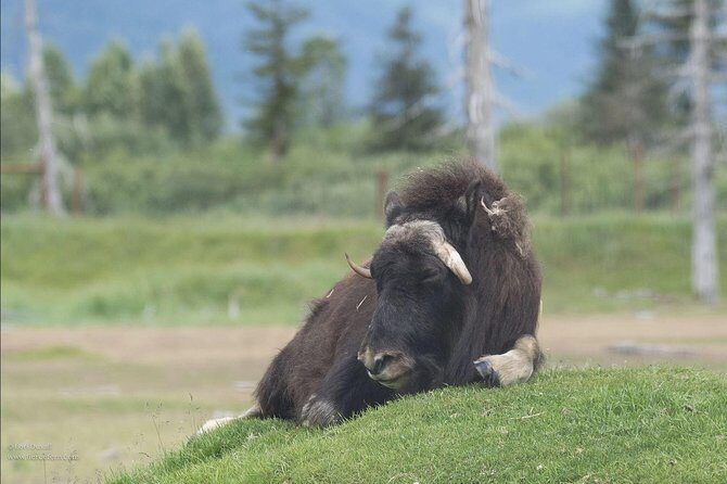 Glaciers and Wildlife: Super Scenic Day Tour from Anchorage - What to pack for this 10:30am to roughly 8-hour day