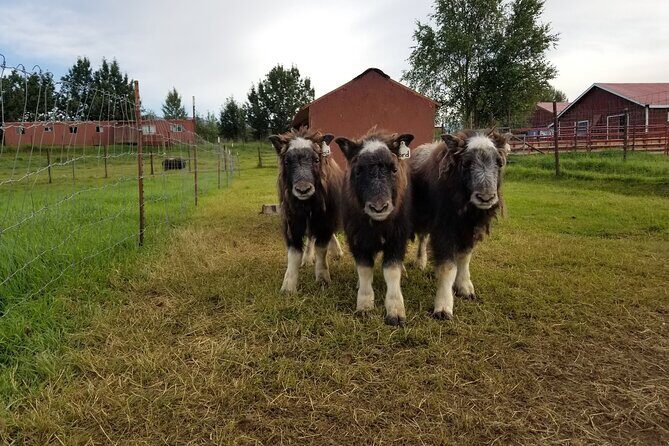 Guided Tour of Musk Ox Farm & Scenic Drive from Anchorage - Key Points at a Glance