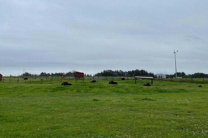 Guided Tour of Musk Ox Farm & Scenic Drive from Anchorage - Who This Tour Fits Best (and Who Might Skip It)
