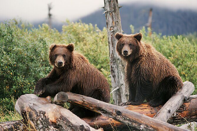 Private Half-Day Nature Tour from Anchorage - The Seward Highway drive on Turnagain Arm: the real star of the route