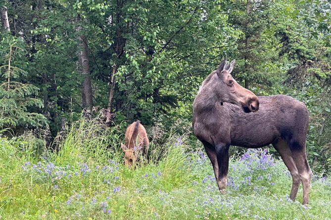 Private Scenic Turnagain Arm Glacier Tour from Anchorage - Price and Value: Is $350 Worth It?