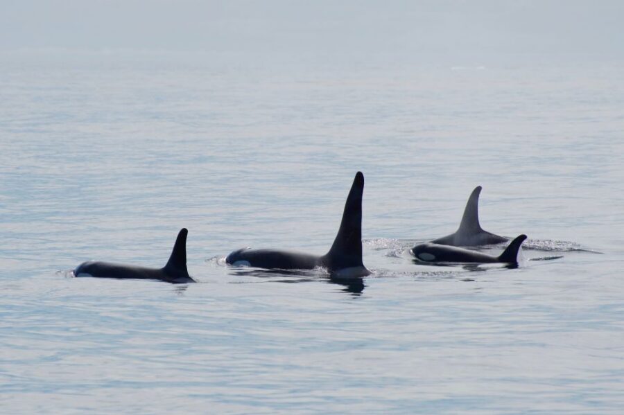Seward: Resurrection Bay Orca Quest Cruise - 4 hours on the water: what you’re paying for (and what you aren’t)