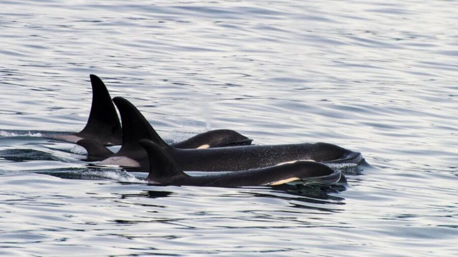 Seward: Resurrection Bay Orca Quest Cruise - Where to meet in Seward and how to get comfortable fast