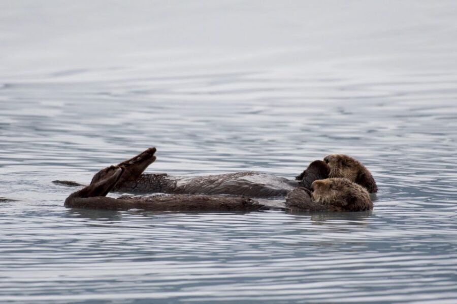 Seward: Resurrection Bay Orca Quest Cruise - If the water is rough: what to do when the swells hit