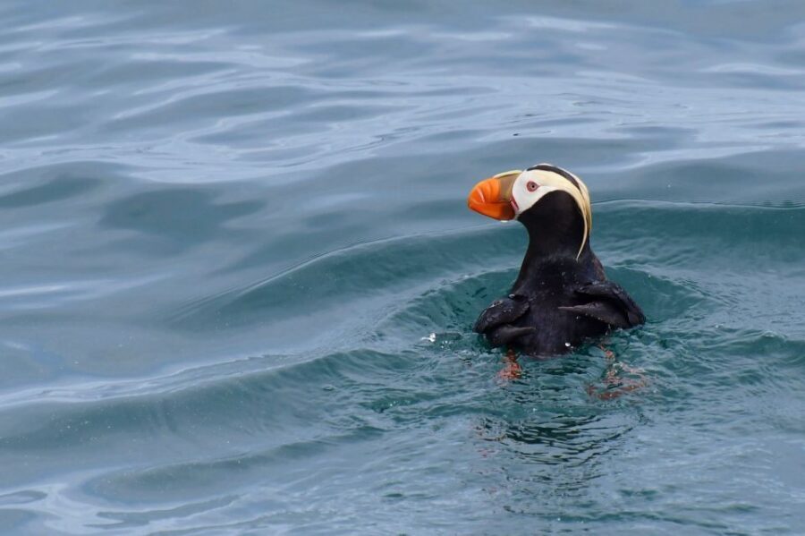 Seward: Resurrection Bay Orca Quest Cruise - A realistic view of “chance”: how to set expectations