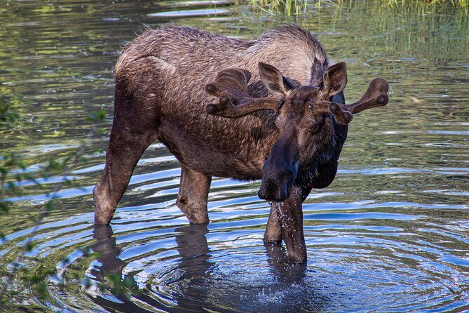 Seward to Anchorage Cruise Transfer & Wildlife Tour - Girdwood break: a real town stop with chowder potential