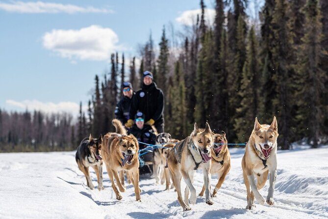 Sled Dog Ride and Scenic Drive from Anchorage - Key things to know before you go