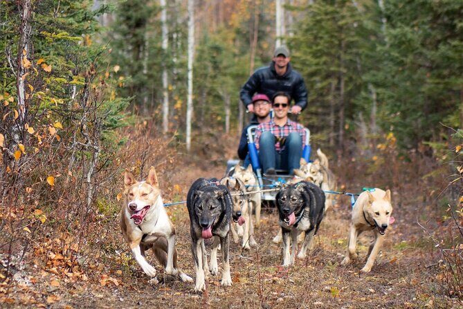 Sled Dog Ride and Scenic Drive from Anchorage - Willow kennel tour with Matthew Failor: the work behind the sport