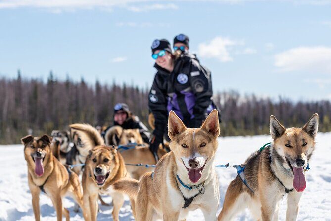 Sled Dog Ride and Scenic Drive from Anchorage - What the guide adds: Iditarod context and behind-the-scenes stories