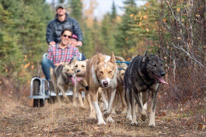 Sled Dog Ride and Scenic Drive from Anchorage - Palmer Hay Flats: where flat coastal plains meet sharp mountain peaks