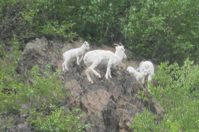 Stunning Turnagain Arm Tour: "A Must See Destination" - Portage Valley: glaciers, rainforest, and glacier-lake drama