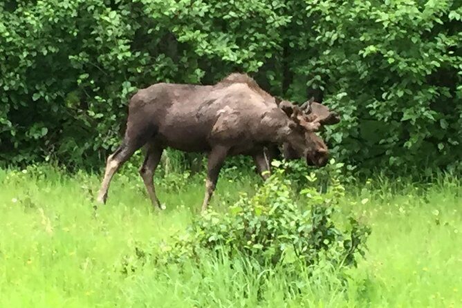 Stunning Turnagain Arm Tour: "A Must See Destination" - Potter Marsh boardwalk: where salmon and moose show up on time